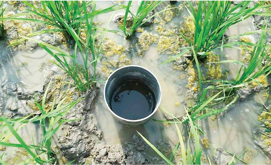 Vietnam's rice cultivation project generates carbon credits under Verra Standard